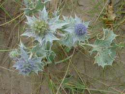Attēlu rezultāti vaicājumam “Eryngium maritimum”