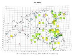 Attēlu rezultāti vaicājumam “Poa remota”