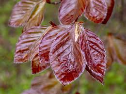Attēlu rezultāti vaicājumam “Fagus sylvatica fo. purpurea leaf”