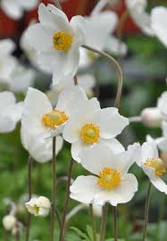 Attēlu rezultāti vaicājumam “Anemone sylvestris bud”