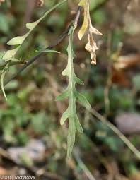 Attēlu rezultāti vaicājumam “Diplotaxis tenuifolia leaf”