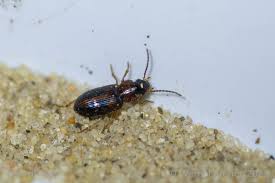 Attēlu rezultāti vaicājumam “Acupalpus flavicollis”