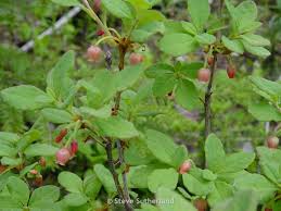 Attēlu rezultāti vaicājumam “Menziesia ferruginea flower”