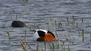 Attēlu rezultāti vaicājumam “Tadorna tadorna male”