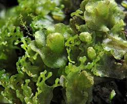 Attēlu rezultāti vaicājumam “Pellia endiviifolia sporophyte”