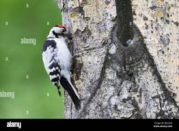 Attēlu rezultāti vaicājumam “Dendrocopos minor male”