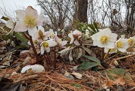 Attēlu rezultāti vaicājumam “Helleborus niger flower”
