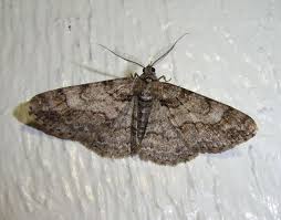 Attēlu rezultāti vaicājumam “Cleora cinctaria”