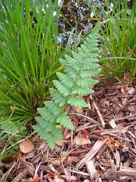 Attēlu rezultāti vaicājumam “Dryopteris cristata”