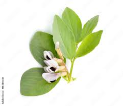 Attēlu rezultāti vaicājumam “Vicia faba flower”