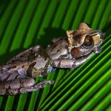 Attēlu rezultāti vaicājumam “Epirhoe tristata”