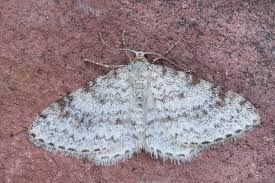 Attēlu rezultāti vaicājumam “Hydrelia sylvata”