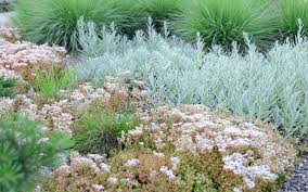 Image result for Sedum album `Coral Carpet`