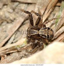 Attēlu rezultāti vaicājumam “Xysticus cristatus”