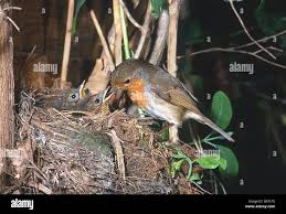 Attēlu rezultāti vaicājumam “Erithacus rubecula nest”