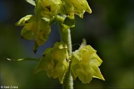 Attēlu rezultāti vaicājumam “Epipactis atrorubens fruit”
