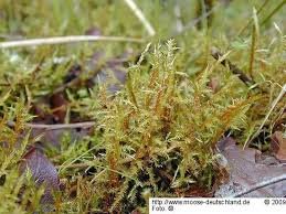 Attēlu rezultāti vaicājumam “Calliergonella cuspidata sporophyte”