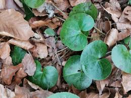 Attēlu rezultāti vaicājumam “Asarum europaeum leaf”