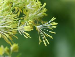 Attēlu rezultāti vaicājumam “Thalictrum flavum fruit”