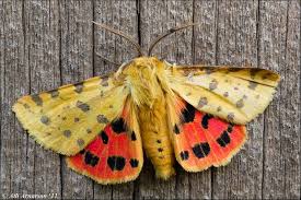 Attēlu rezultāti vaicājumam “Rhyparia purpurata”