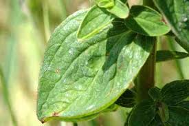 Attēlu rezultāti vaicājumam “Hypericum maculatum leaf”