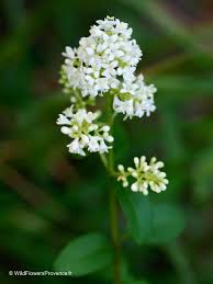 Attēlu rezultāti vaicājumam “Ligustrum vulgare”