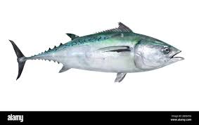 Image result for Euthynnus alletteratus