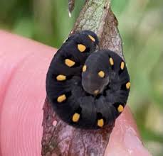 Attēlu rezultāti vaicājumam “Tenthredo mandibularis larva”