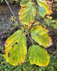 Attēlu rezultāti vaicājumam “Hamamelis virginiana leaf”