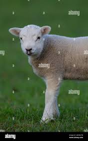 Attēlu rezultāti vaicājumam “Ovis aries juvenile”