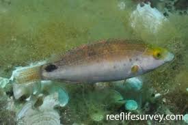 Image result for Symphodus bailloni