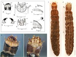 Attēlu rezultāti vaicājumam “Cantharis fusca larva”