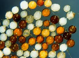 Attēlu rezultāti vaicājumam “Didymium spongiosum var. dictyospora spores”