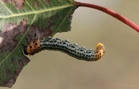 Attēlu rezultāti vaicājumam “Nematus salicis”