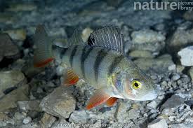 Attēlu rezultāti vaicājumam “Perca fluviatilis”