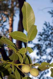 Attēlu rezultāti vaicājumam “Juglans regia leaf”
