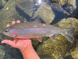 Image result for Oncorhynchus mykiss
