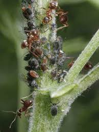 Attēlu rezultāti vaicājumam “Macrosiphoniella absinthii”