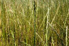 Attēlu rezultāti vaicājumam “Gramineae”