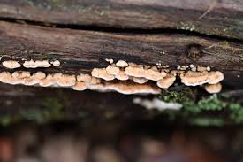 Attēlu rezultāti vaicājumam “Phlebia serialis”