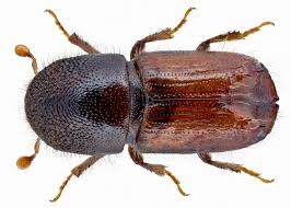 Attēlu rezultāti vaicājumam “Bitoma crenata imago”