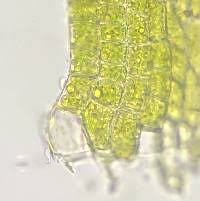 Attēlu rezultāti vaicājumam “Callicladium haldanianum”