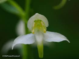 Attēlu rezultāti vaicājumam “Platanthera chlorantha flower”