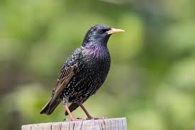 Attēlu rezultāti vaicājumam “Sturnus vulgaris male”