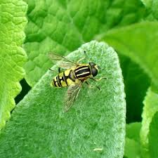 Attēlu rezultāti vaicājumam “Helophilus pendulus”