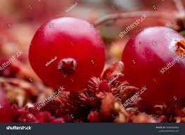 Attēlu rezultāti vaicājumam “Oxycoccus palustris fruit”