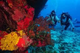 Resultado de imagen para cozumel dive