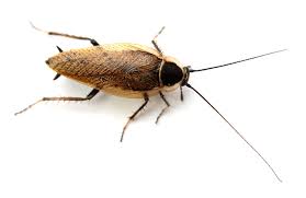 Attēlu rezultāti vaicājumam “Ectobius sylvestris nymph”