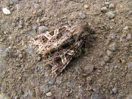 Attēlu rezultāti vaicājumam “Hadena rivularis”