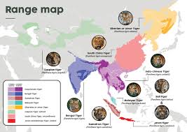 Image result for BERKSHIRE TIGERS THAI